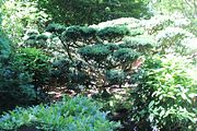 100 - Butchard Gardens  - IMG_1708